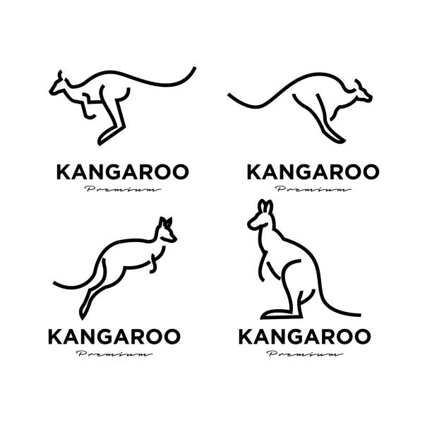 zestaw kolekcja kangur wallaby wektor ikona premium ilustracja - kangaroo stock illustrations