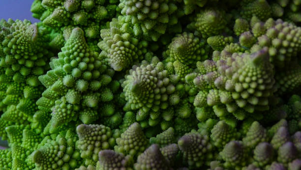 Romanesco broccoli close up. Sacred Geometry in Nature Romanesco broccoli close up. Sacred Geometry in Nature fractal plant cabbage textured stock pictures, royalty-free photos & images