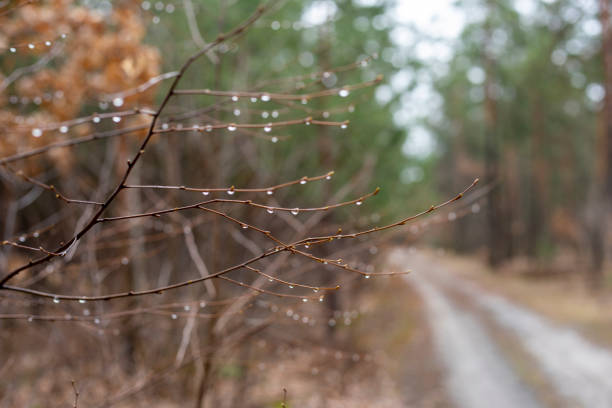 raindrops on unblown twigs in the forest after the rain, horizontal\
