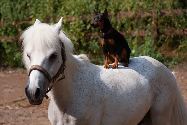A miniature pincher dog sits on the back of a white pony outside the room, horizontal photo