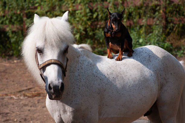 Dog miniature pincher sits on the back of a white pony A miniature pincher dog sits on the back of a white pony that has turned its head, in the summer outside, horizontal photo dog and pony show stock pictures, royalty-free photos & images