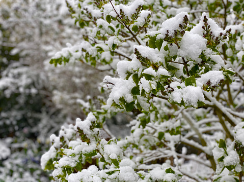 Heavy snow at springtime with flowering tulips