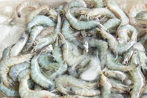 fresh raw pacific white shrimp or king prawn on ice