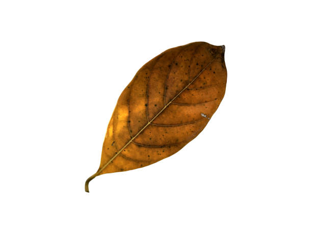 istock Yellow leaves isolated set on white background, clipping path. 1311390058