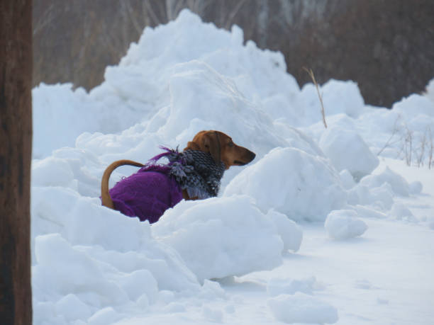 istock Red-haired dwarf dachshund dressed in warm shawls on a snowdrift meets natural needs on a winter walk 1311390255