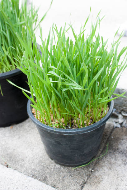 istock Wheat Sprout - stock photo 1311390961