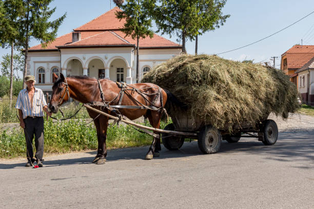 une charrette tirée par des chevaux chargée de foin. - romanian hay photos et images de collection