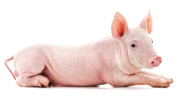 istock Little pink pig lying. 1311391939