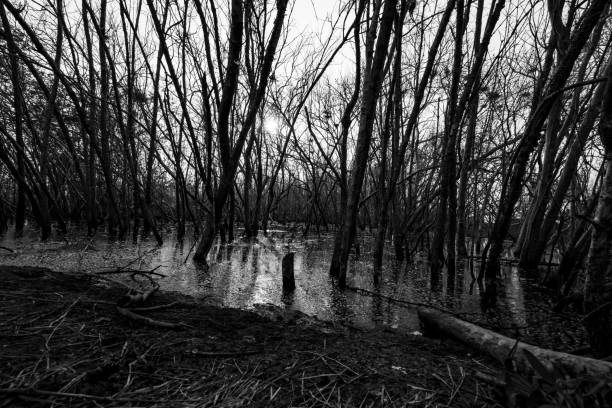 istock Dead tree in degraded mangrove forest. Environmental crisis from crimate change, pollution, sedimentation. Degradation and destruction of mangrove forest. Coastal crisis. Dark background for death. 1311391997