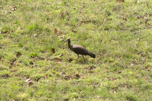 istock Red naped ibis bird 1311393234