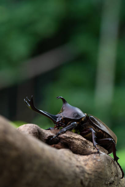 Beetles or Eophileurus chinensis is a species of beetles in the family Dynastidae.