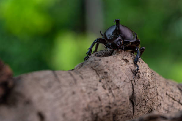 istock Japanese Rhinoceros Beetle 1311396238