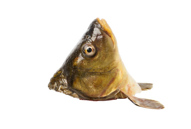 carp head isolated on white background. fresh freshwater carp
