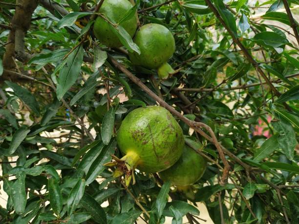 istock Pomegranate fruit tree natural  healthy food green leaf 1311397458