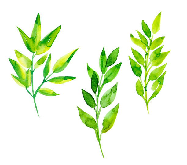 istock Hand drawn watercolor illustration. Botanical clipart with eucalyptus branches and leaves. Winter floral greenery. Perfect for wedding invitations, cards, prints, posters 1311397563