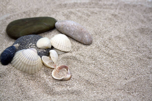 istock Sea round stones and seashells on the fine sand. Selective focus. 1311398958