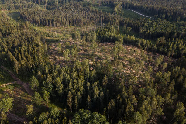 istock Deforestation in Kalvene, Latvia. Captured from above 1311400854