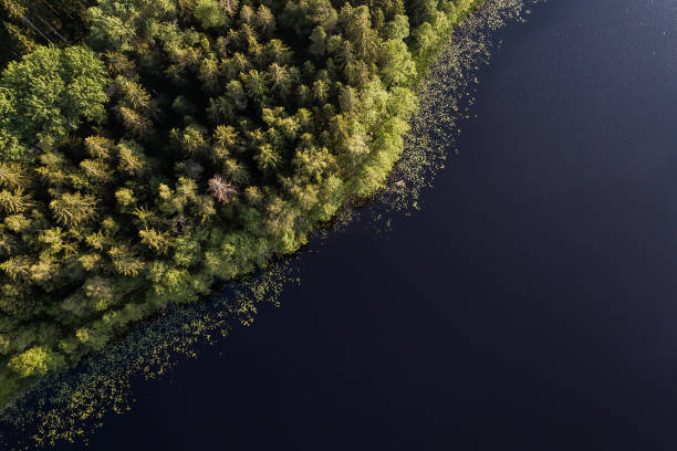 istock Lake Podnieku in summer evening, captured from above 1311400918