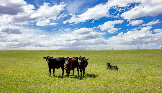 Black angus cattles in the countryside. Cows grazing in a pasture, green field, clear blue sky in a sunny spring day, Texas, USA.