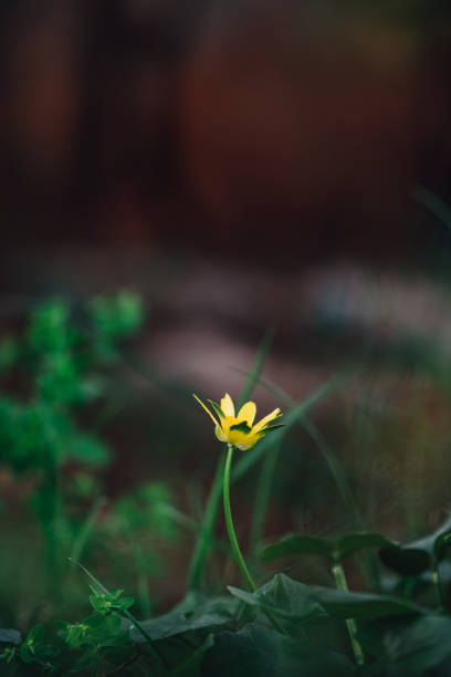 istock Beautiful Yellow Flower in Nature 1311401440