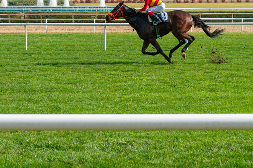 Race horse running on grass track