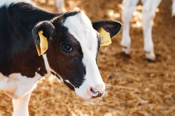 istock Young bull calf in a stall on a farm 1311402388