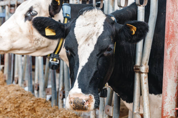 istock Head of a cow standing in a stall 1311402707