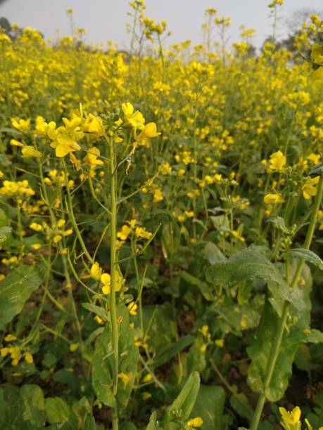istock Mustard yellow flower green leaf natural 1311403851