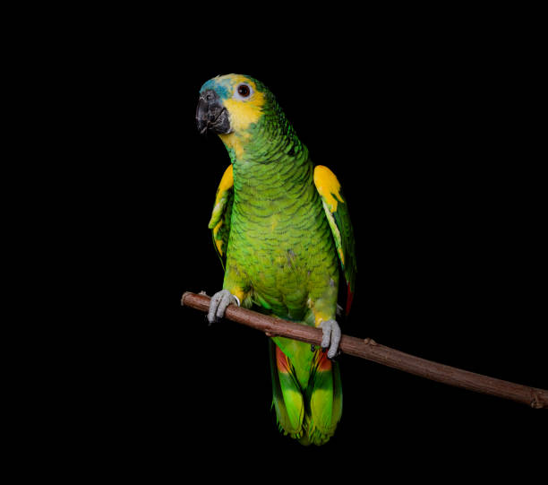 Turquoise-fronted amazon Turquoise-fronted amazon in front of black background amazona aestiva stock pictures, royalty-free photos & images