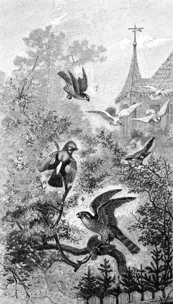 ilustrações, clipart, desenhos animados e ícones de pássaros na natureza: 1. gavião pardal 2. jay 3. grande shrike 4. açor - retro revival old fashioned animal sparrowhawk