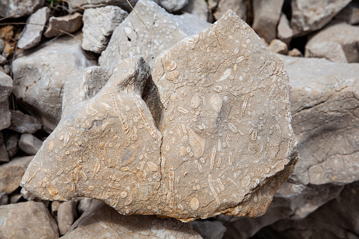 A limestone rock with seashell fossils from Croatian island Krk