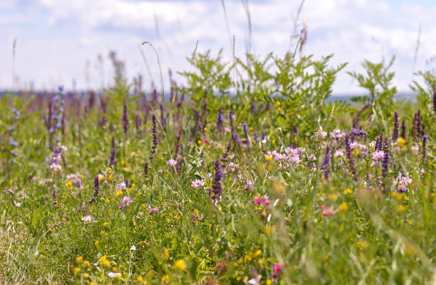 istock Summer flower meadow. Natural background. 1311405426