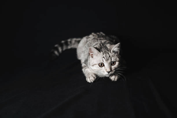 istock scottish straight cat lying on a black background 1311406068