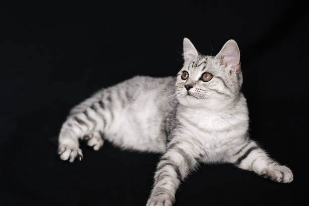 istock Scottish straight cat kitten lying on a black background 1311406072