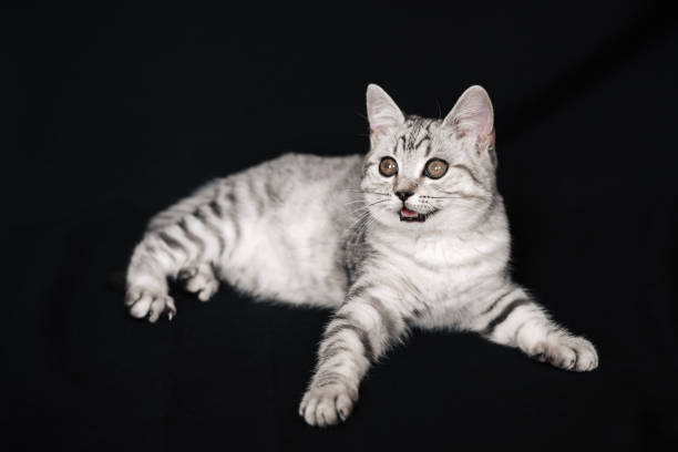 istock scottish straight cat lying on a black background 1311406098