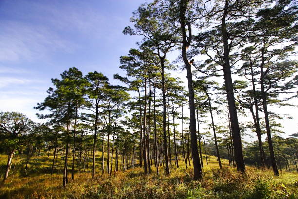 istock Landscape viewed at Phu Soi Dao National Park, Uttaradit, Thailand 1311406210