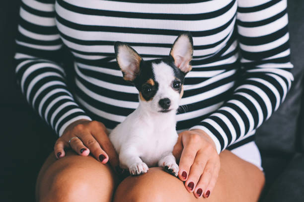 istock chihuahua dog 1311406217