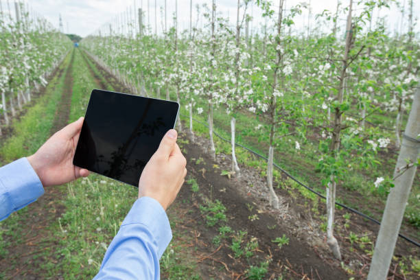 istock Farmer in agricultural occupation of checking plant using tablet and app 1311406556