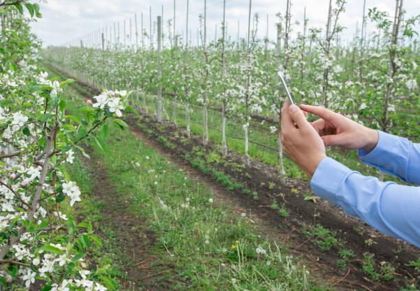 istock Smart garden, fruit production management and technology for work 1311406624