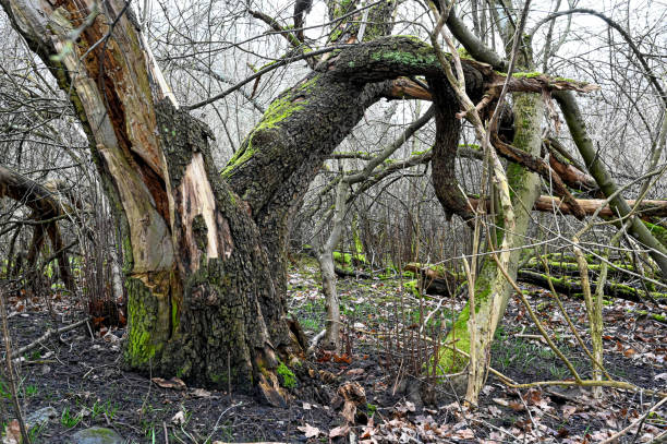 istock dead trees and living grass and moss 1311406789