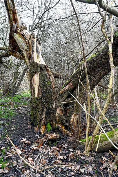 istock dead trees and living grass and moss 1311406791