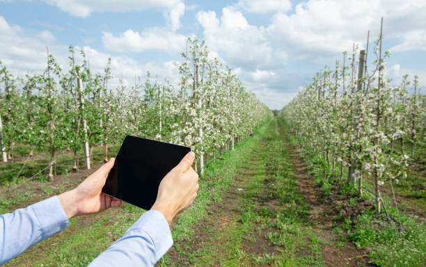 istock Innovation technology for smart farm system, agriculture management 1311406828