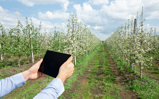 Innovation technology for smart farm system, agriculture management. Hand holds tablet with empty screen, worker collect data on plantation with paths apple trees with blooming white flowers in garden