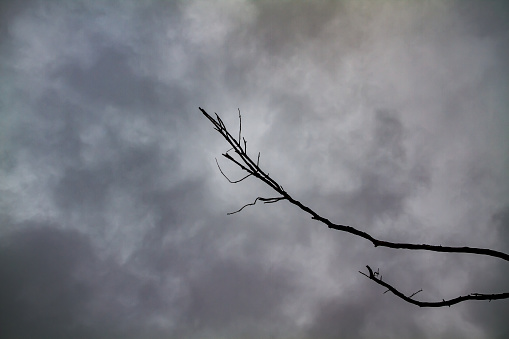 A dry branch against a gray sky.