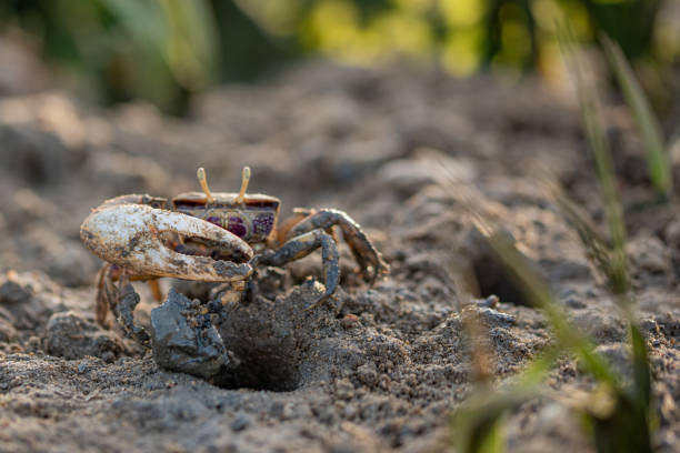 istock Kite crab or violinist, crustacean on sand 1311407718