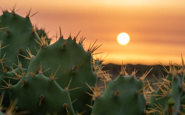 cactus en primer plano con fondo de puesta de sol - cactus spine fotografías e imágenes de stock