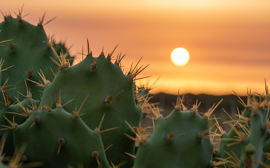 Sunset with thorny plant in the foreground in the summer season