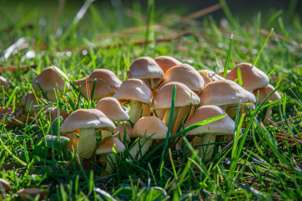 istock Cluster of mushrooms on the lawn 1311407777