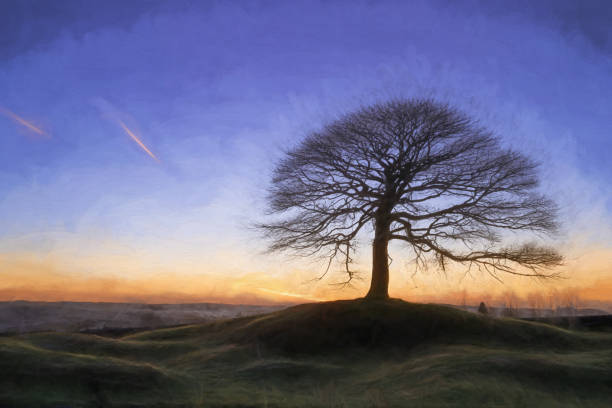 istock Lone tree on Grindon Moor, Staffordshire, White Peak, Peak District. 1311408065