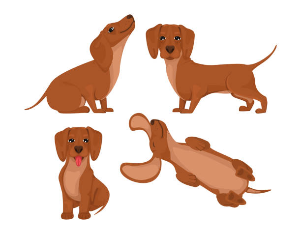 ilustraç�ões de stock, clip art, desenhos animados e ícones de set dachshund dog, cheerful friend, pet, lie down, run and have fun. vector in cartoon - side view dog dachshund animal